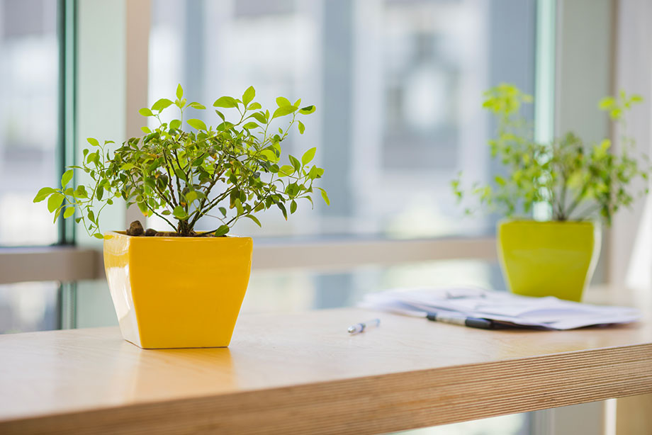 ¿Plantas en la oficina? / buen recurso para aumentar la productividad
