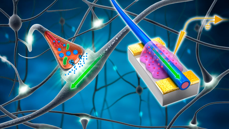 Nacen las primeras células nerviosas artificiales