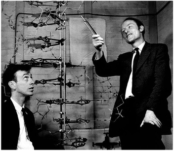 James Watson y Francis Crick principalmente  a ellos se le atribuye  el descubrimiento de la estructura de la doble hélice del ADN en el año 1950