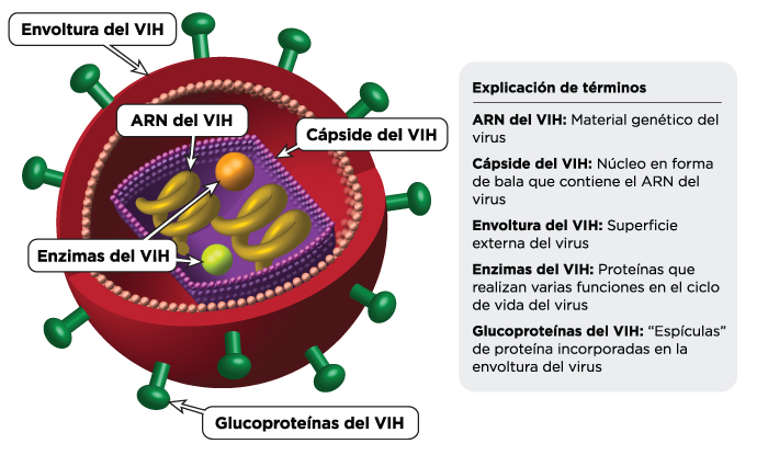 Nueva técnica genética para estudio del mecanismo de la  infección por