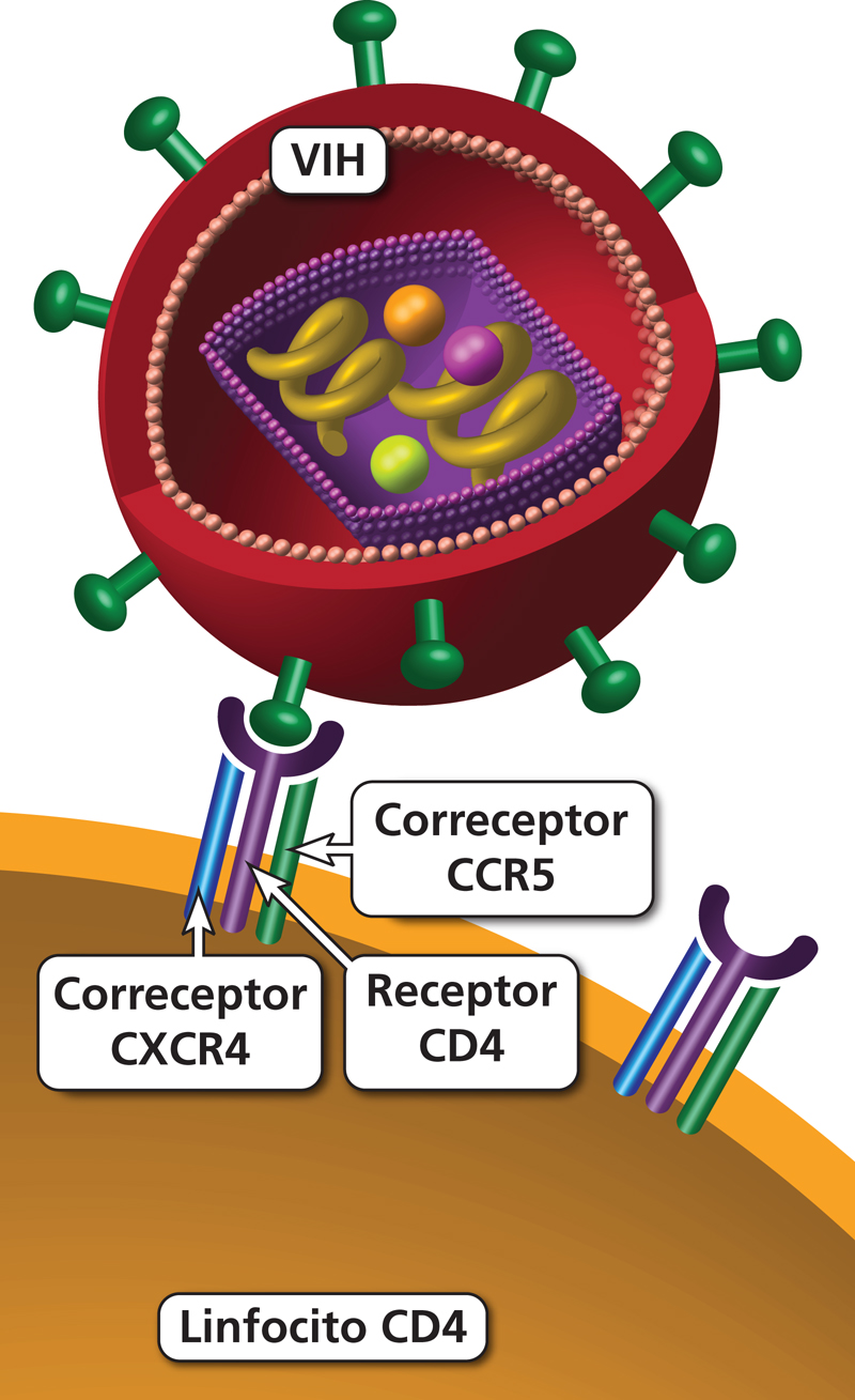 Nueva técnica genética para estudio del mecanismo de la  infección por