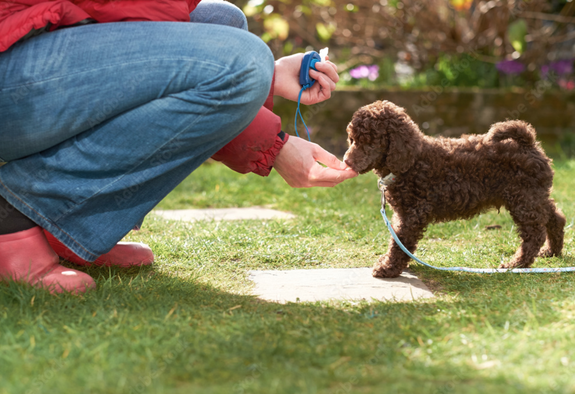 EL PERRO, ¿el mejor amigo del hombre? ¿Realidad o ficción?