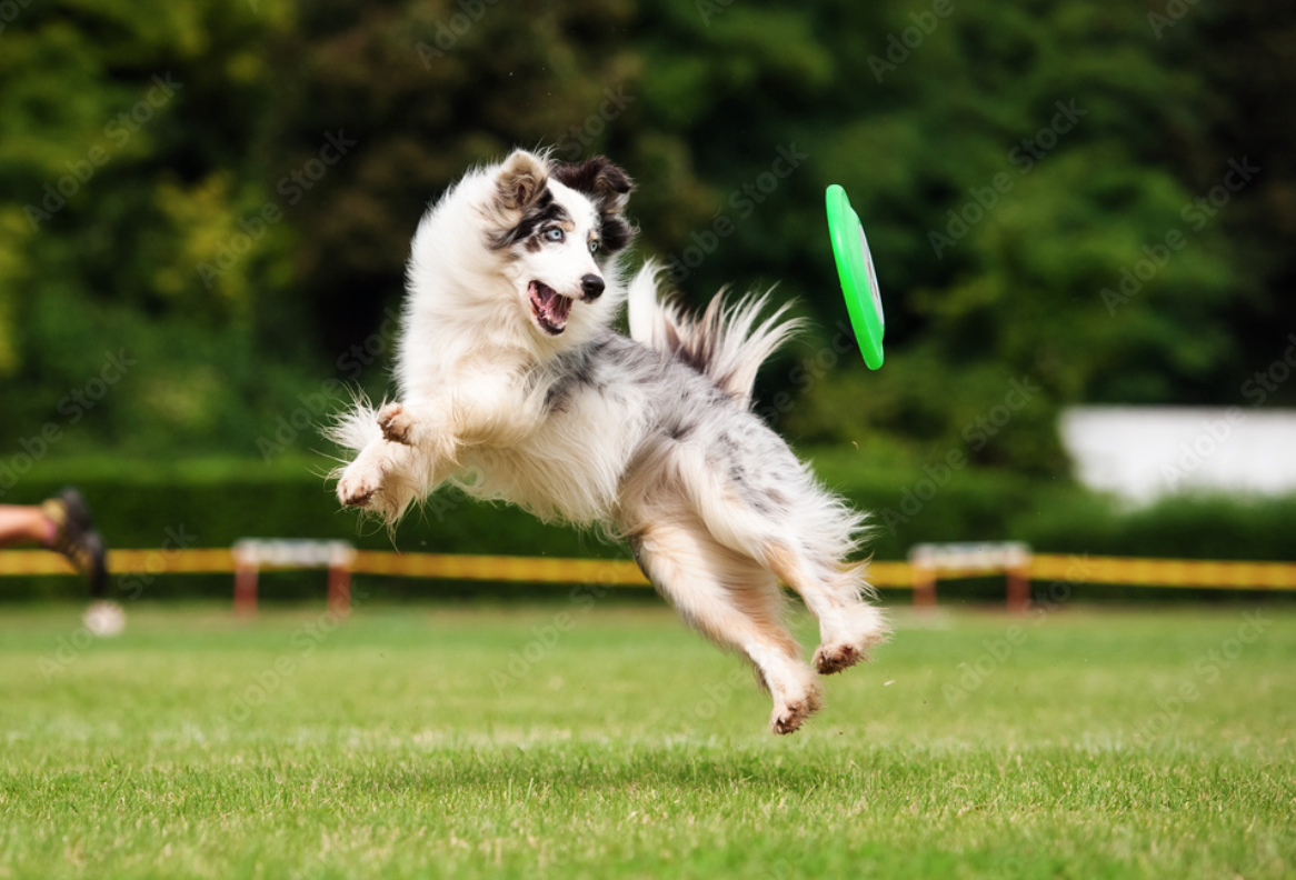 EL PERRO, ¿el mejor amigo del hombre? ¿Realidad o ficción?