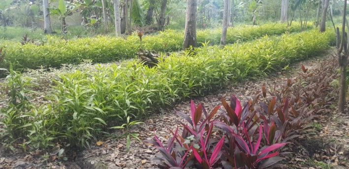 La Dracaena Alternativa ante el Cambio Climatico