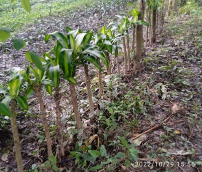 La Dracaena Alternativa ante el Cambio Climatico