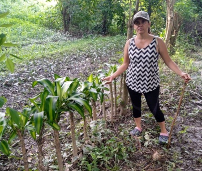 La Dracaena Alternativa ante el Cambio Climatico