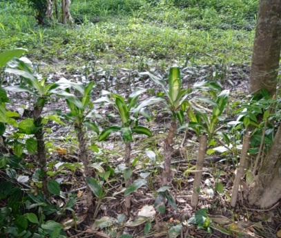 La Dracaena Alternativa ante el Cambio Climatico