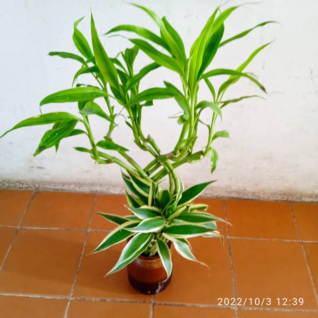 La Dracaena Alternativa ante el Cambio Climatico