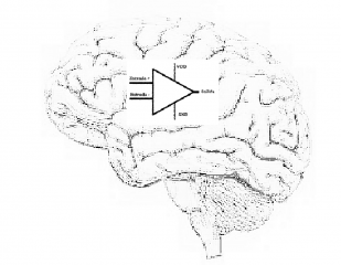 Semejanza Entre El Comportamiento Humano Y El Amplificador Operacional