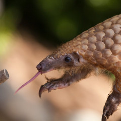 Un fenómeno de la naturaleza,el Pangolín