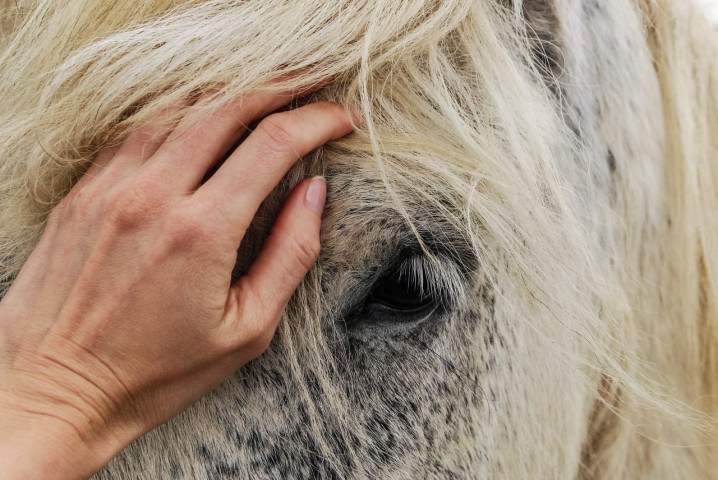 Terapia asistida por caballos