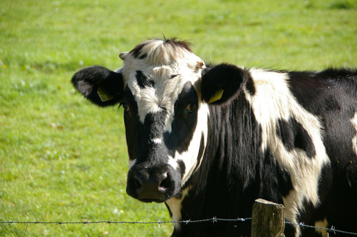 ¿Cuántas vacas vale Ud.? ¿Vacas y liderazgo?