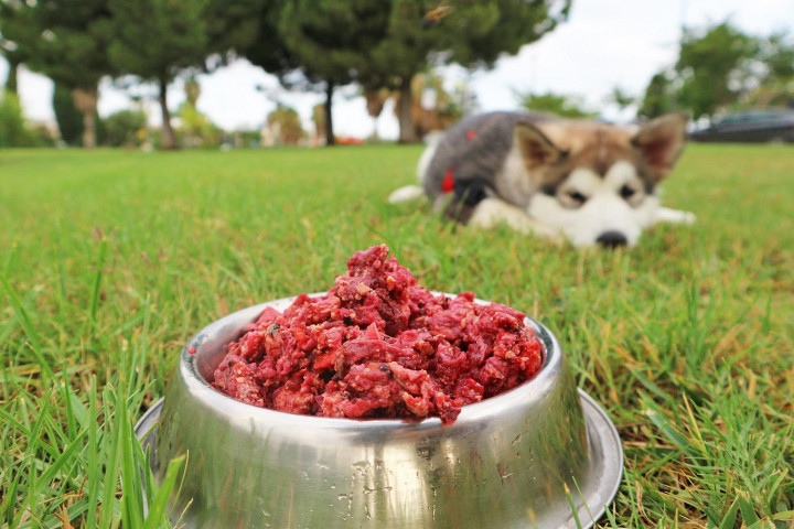 La mejor alimentación para tu perro