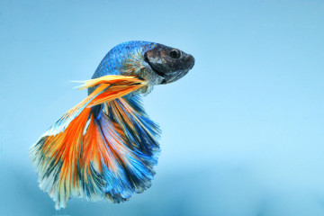 ¿Tu pecera para bettas es demasiado pequeña? Estos son los pros y los