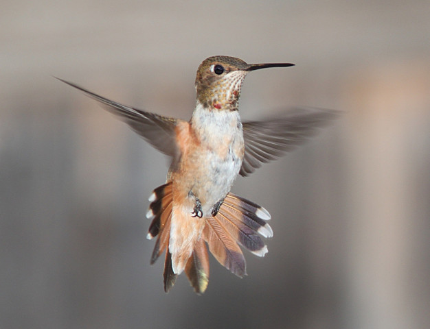 Lo que significa un colibrís en nuestra vida