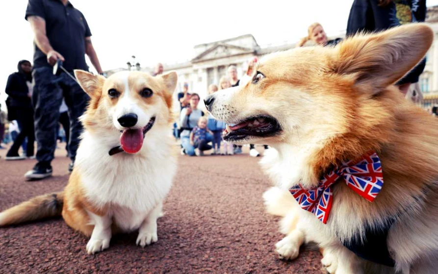 perros de la reina