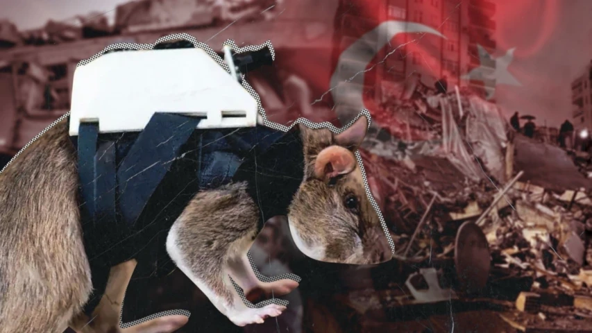 ¿Las ratas como rescatistas en Turkia?