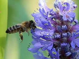 abejas