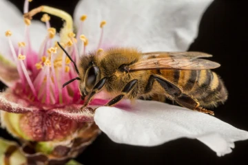 Las abejas salvan al planeta