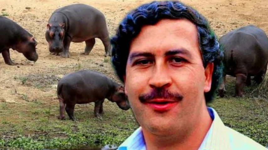 Sinaloa se convierte en el nuevo hogar de los hipopótamos de Pablo Escobar