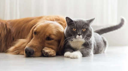 Guía Completa para el Cuidado de Mascotas: Consejos y Recomendaciones