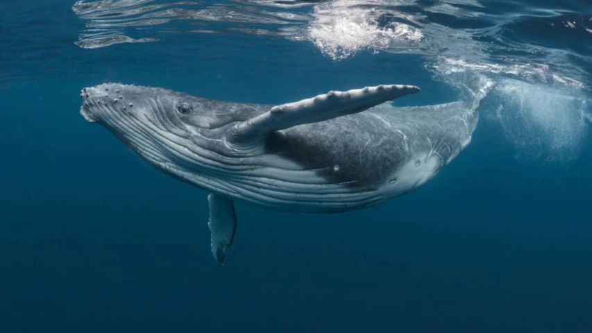 El Canto Silencioso de la bakkeba: La Elegancia de las Ballenas en los Océanos del Mundo