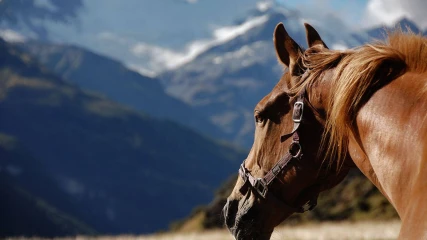 El Espíritu Indomable de los caballos: Descubriendo la Belleza y Fuerza del caballo