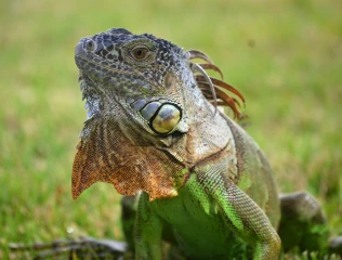 la Fascinante Vida de las Iguanas