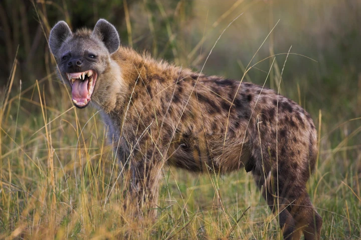 Hienas: Más Allá de la Risueña Apariencia - Descubriendo a los Cazadores de la Sabana
