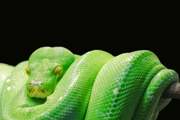 El Misterio Resuelto: ¿Por Qué las Serpientes Carecen de Patas?