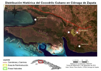 Reintroducción del cocodrilo cubano Crocodylus rhombifer en la Ciénaga de Zapata.