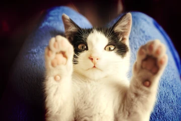 El Lenguaje Secreto de los Gatos: Descubre lo que Realmente Significan sus Maullidos y Gestos