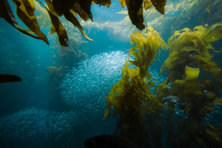 Una solución para el cambio climático: Los bosques de Kelp