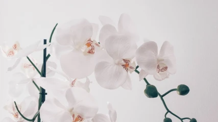 Secretos de Orquídeas: Cuidados y Belleza Floral