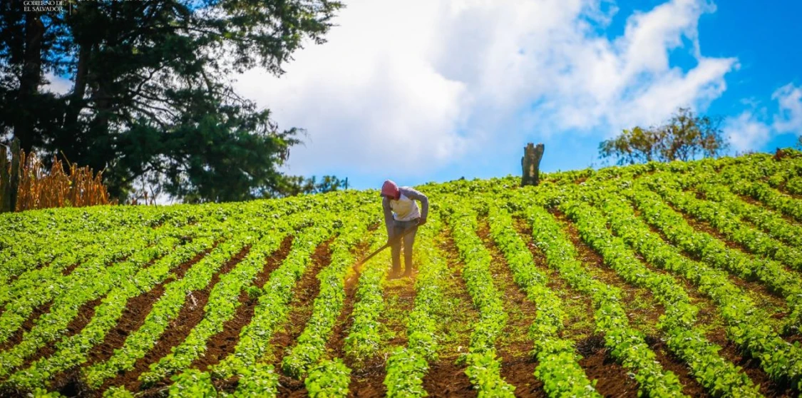 Agricultura en El Salvador 