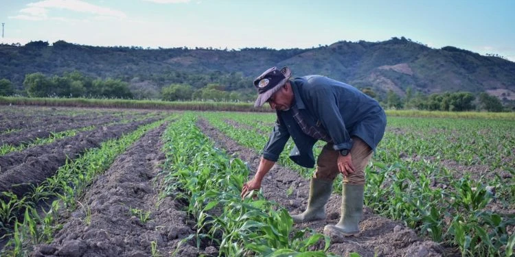 Agricultura en El Salvador 