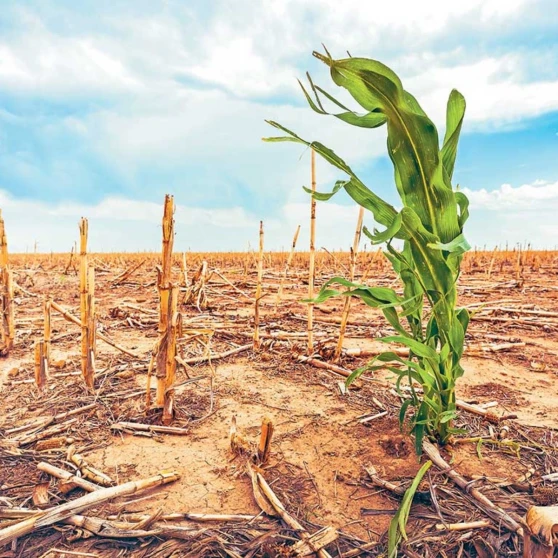 Cambio Climático 