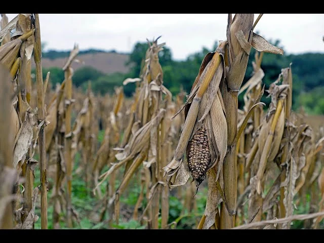 Cambio Climático 