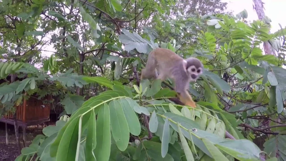Curiosidades Asombrosas de la Flora y Fauna del Amazonas