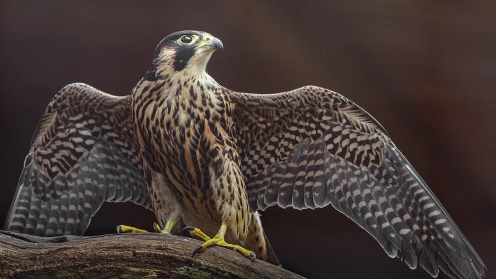 Los Animales Más Rápidos del Mundo: Una Aventura Fascinante