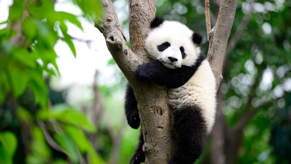 16 de marzo: Celebra el Día Nacional del Oso Panda en Estados Unidos