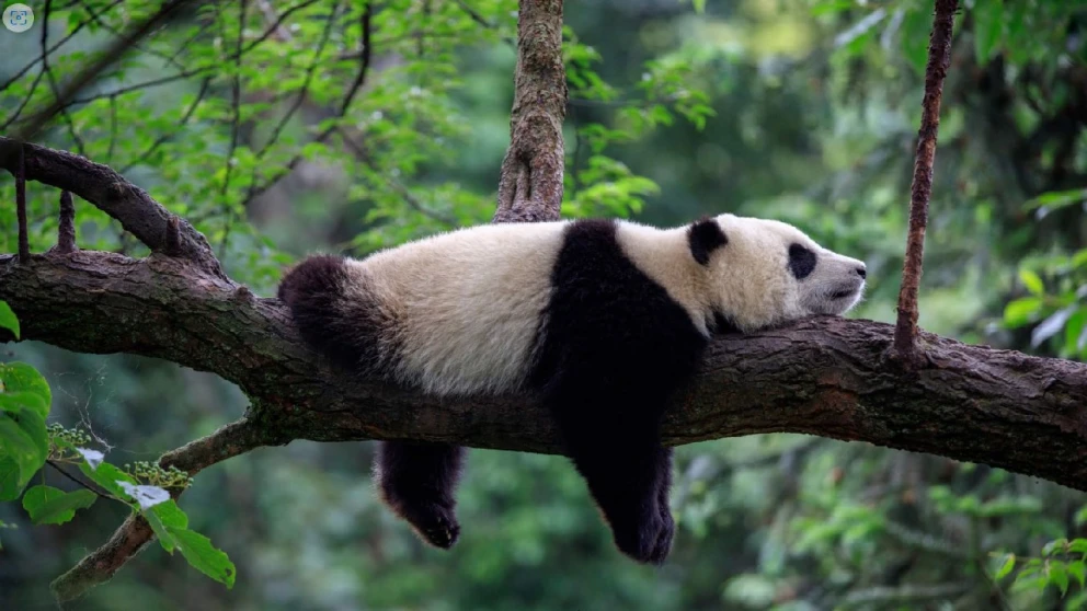 16 de marzo: Celebra el Día Nacional del Oso Panda en Estados Unidos