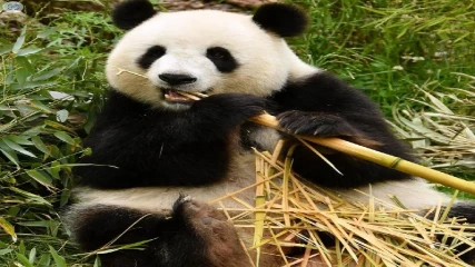 16 de marzo: Celebra el Día Nacional del Oso Panda en Estados Unidos