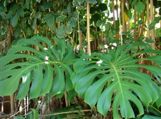 Monstera Plant: A Lush and Trendy Addition to Your Indoor Jungle